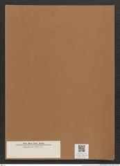Diatomeae indet. Zeichnungen Sammlung Grunow Mappe 03021 (Herbarium_W_Grunow_drawings_Folder_03021)